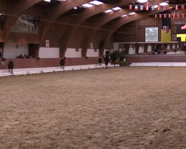 dressage horse Balotelli W (Rhinelander, 2010, from Belissimo NRW)