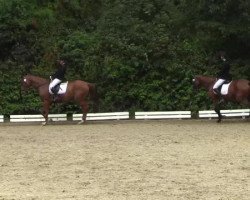 dressage horse Fürstin W (Rhinelander, 2009, from Fürst Grandios)