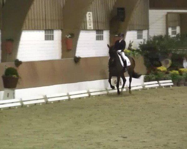 dressage horse Scarlett 661 (Rhinelander, 2008, from Scolari)