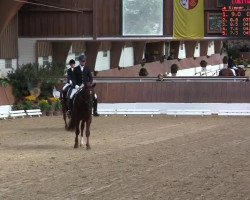 dressage horse Cayenne 211 (Rhinelander, 2009, from Coronados-Boy)