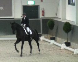 dressage horse Dempsy (Oldenburg, 2008, from Desperados FRH)