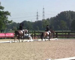 dressage horse First Class 81 (Rhinelander, 2009, from Flatley 2)