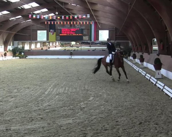 dressage horse Hollyfield (Trakehner, 2009)