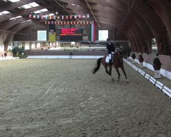 dressage horse Hollyfield (Trakehner, 2009)