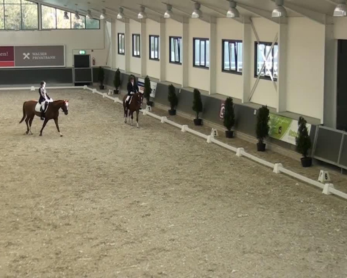 dressage horse Bologna B (Rhinelander, 2008, from Beltoni)