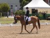 dressage horse Rossini 279 (Hanoverian, 2009, from Royal Blend)