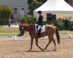 dressage horse Rossini 279 (Hanoverian, 2009, from Royal Blend)