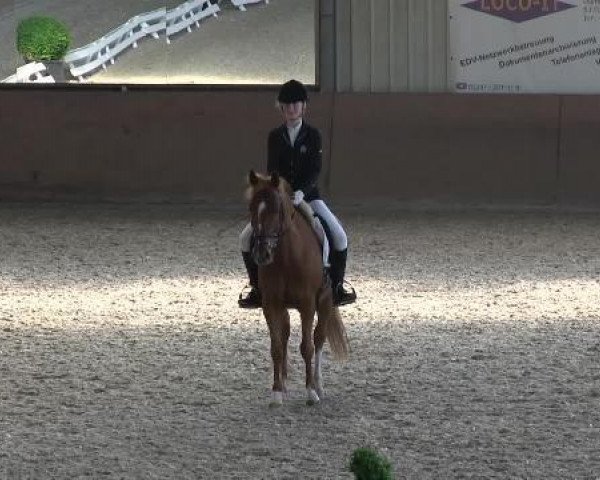 dressage horse Never Again 3 (German Riding Pony, 2000, from Thrianta's Norbert)