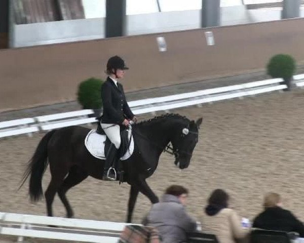 dressage horse Anne van de Tatelaar (Haflinger, 1999, from Matcho van de Bosrand Hf.K.194)