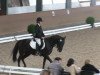 dressage horse Anne van de Tatelaar (Haflinger, 1999, from Matcho van de Bosrand Hf.K.194)