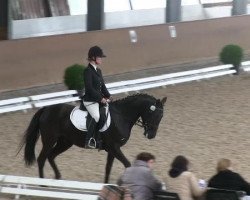 dressage horse Anne van de Tatelaar (Haflinger, 1999, from Matcho van de Bosrand Hf.K.194)