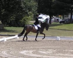 dressage horse Freya 336 (Rhinelander, 2009, from Fidertanz)