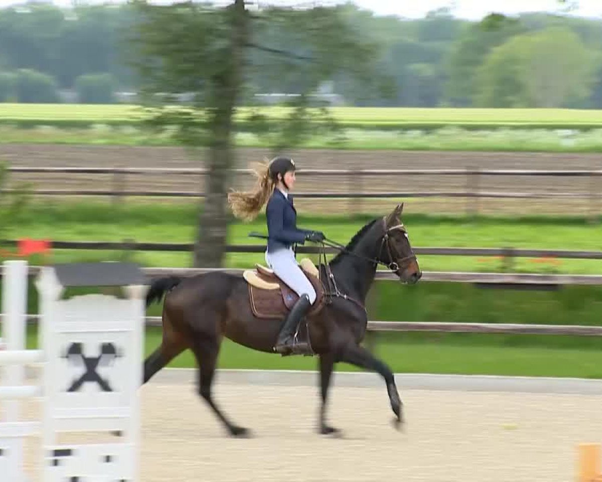 Pferd Conzita 3 (Oldenburger, 2009, von Contendro I)