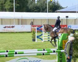 jumper Sancontro (Oldenburg show jumper, 2008, from Sanvaro)