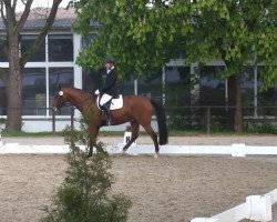 dressage horse Dutch Boy 4 (Oldenburg, 2009, from Dutch Dormello)