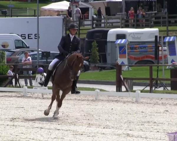 dressage horse Serfino V (Oldenburg, 2009, from Serano Gold)