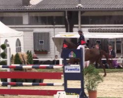 broodmare Chaloubette (Oldenburg show jumper, 2008, from Chacco-Blue)