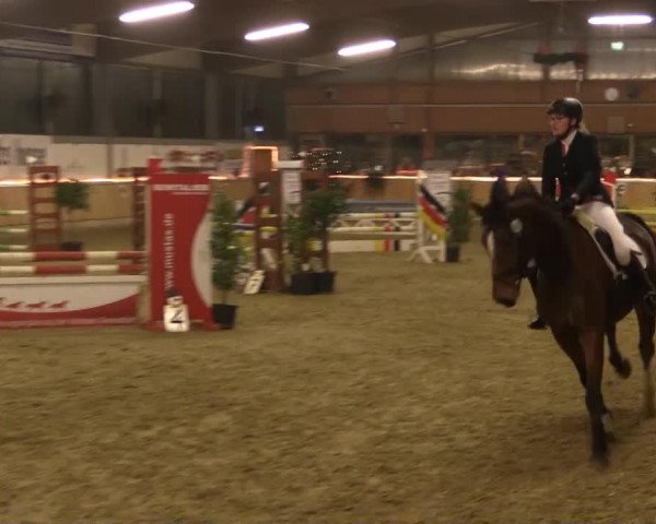 jumper Catch Me If You Can 34 (Hanoverian, 2009, from Comte)