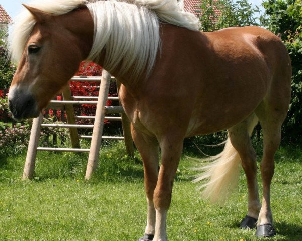 broodmare Myrielle (Haflinger, 1997, from Midas-Hanja)