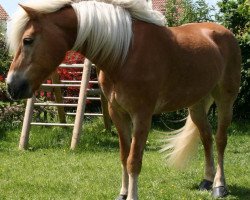 broodmare Myrielle (Haflinger, 1997, from Midas-Hanja)