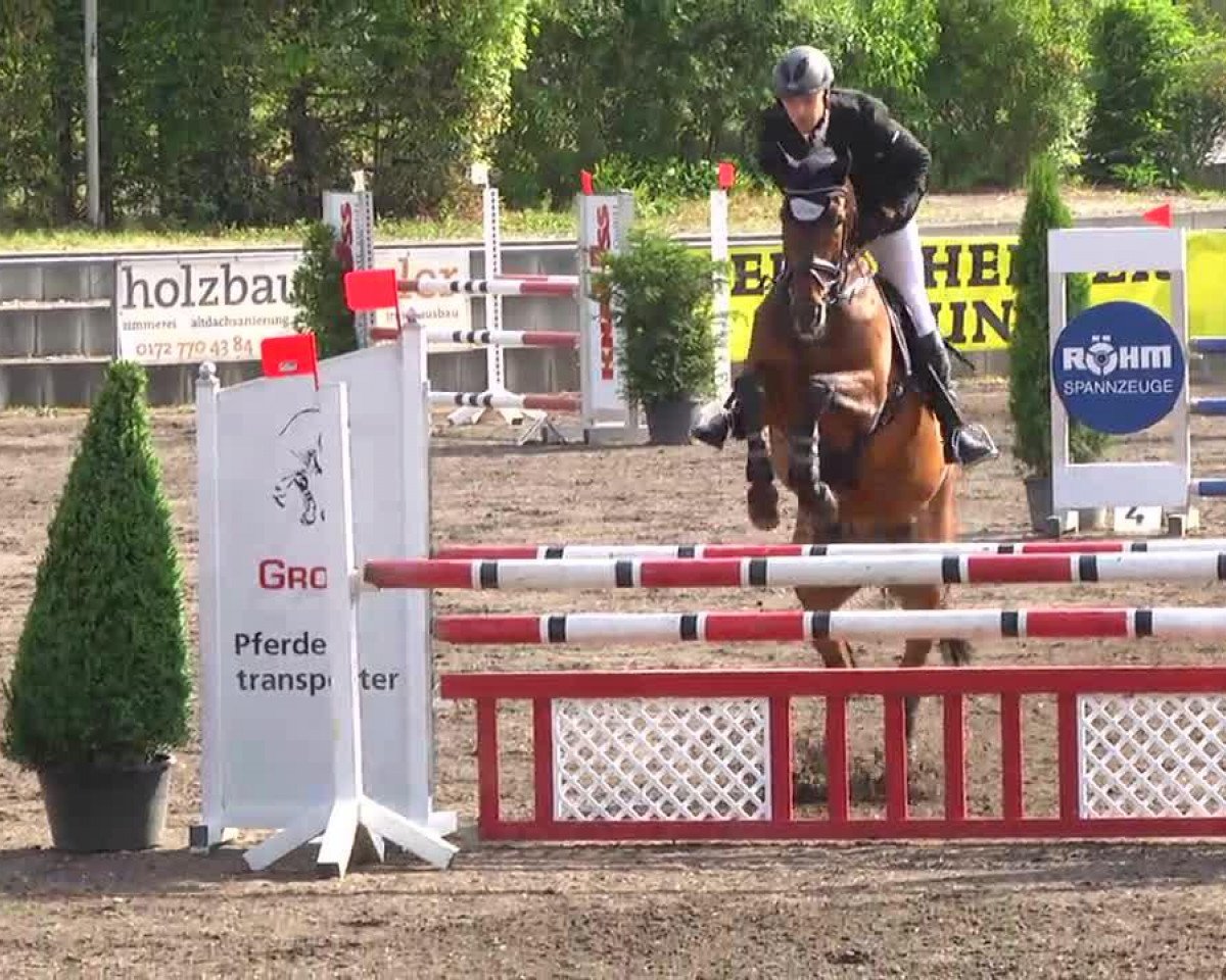 Springpferd Allenstein 32 (Westfale, 2008, von Arpeggio)