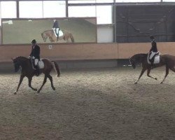 dressage horse Beltusch (Westphalian, 2010, from Belissimo NRW)