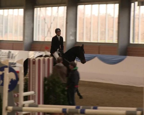 jumper Charlie Brown (Oldenburg show jumper, 2006, from Chacco-Blue)