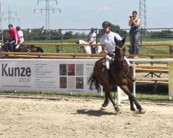 jumper Curriculo 2 (Hanoverian, 2008, from Contendro I)