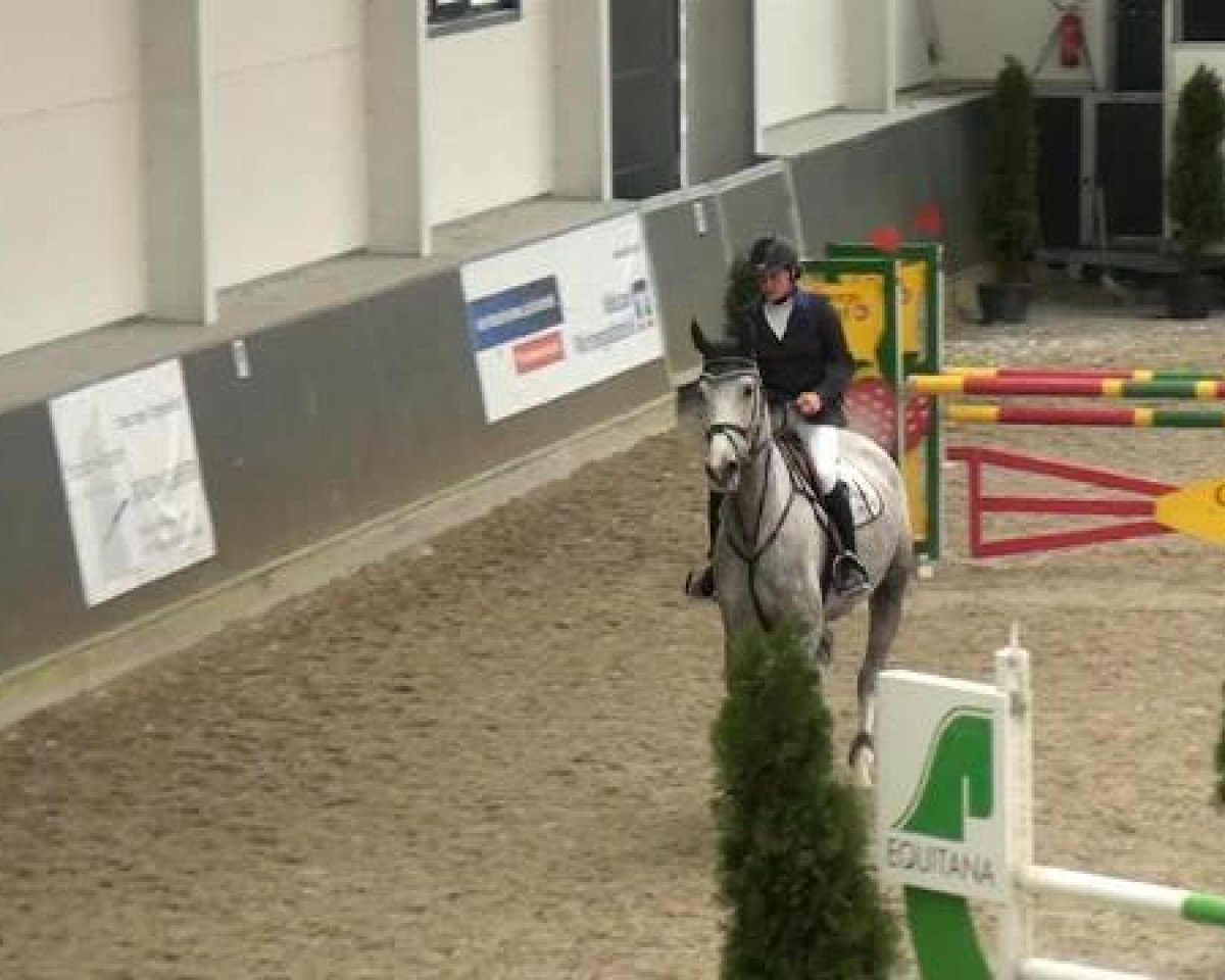 Springpferd Centolino (Oldenburger Springpferd, 2009, von Cento)