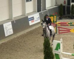 jumper Centolino (Oldenburg show jumper, 2009, from Cento)