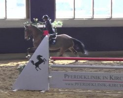 jumper Hitchock (Belgian Warmblood, 2007, from Nonstop)