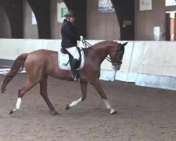 dressage horse Scorofino (Hanoverian, 2009, from Scolari)