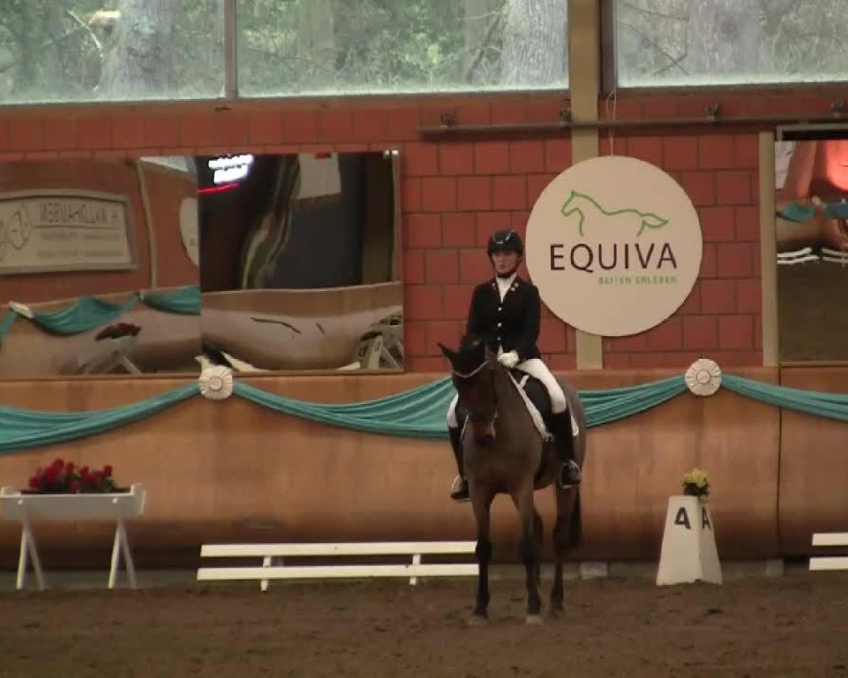 horse SFS Charly Brown (German Riding Pony, 2008)