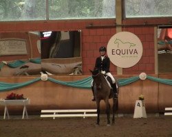 dressage horse SFS Charly Brown (German Riding Pony, 2008)