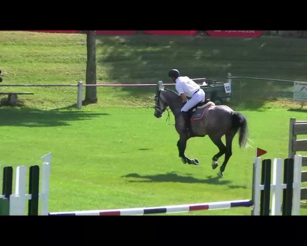 jumper Cenabis (Oldenburg show jumper, 2008, from Cento)