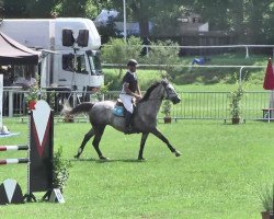 broodmare Nennette du Chateau L (Württemberger, 2009, from Nikidam du Chateau)