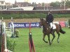 jumper Limbo 165 (Oldenburg show jumper, 2009, from Lordanos)