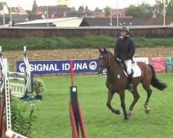 jumper Limbo 165 (Oldenburg show jumper, 2009, from Lordanos)