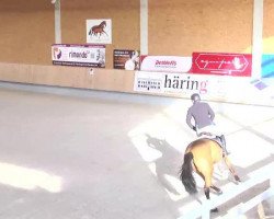 jumper Emporia 2 (KWPN (Royal Dutch Sporthorse), 2010, from VDL Groep Zagreb)