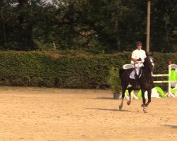 broodmare Baloudina (Oldenburg, 2007, from Balou du Rouet)