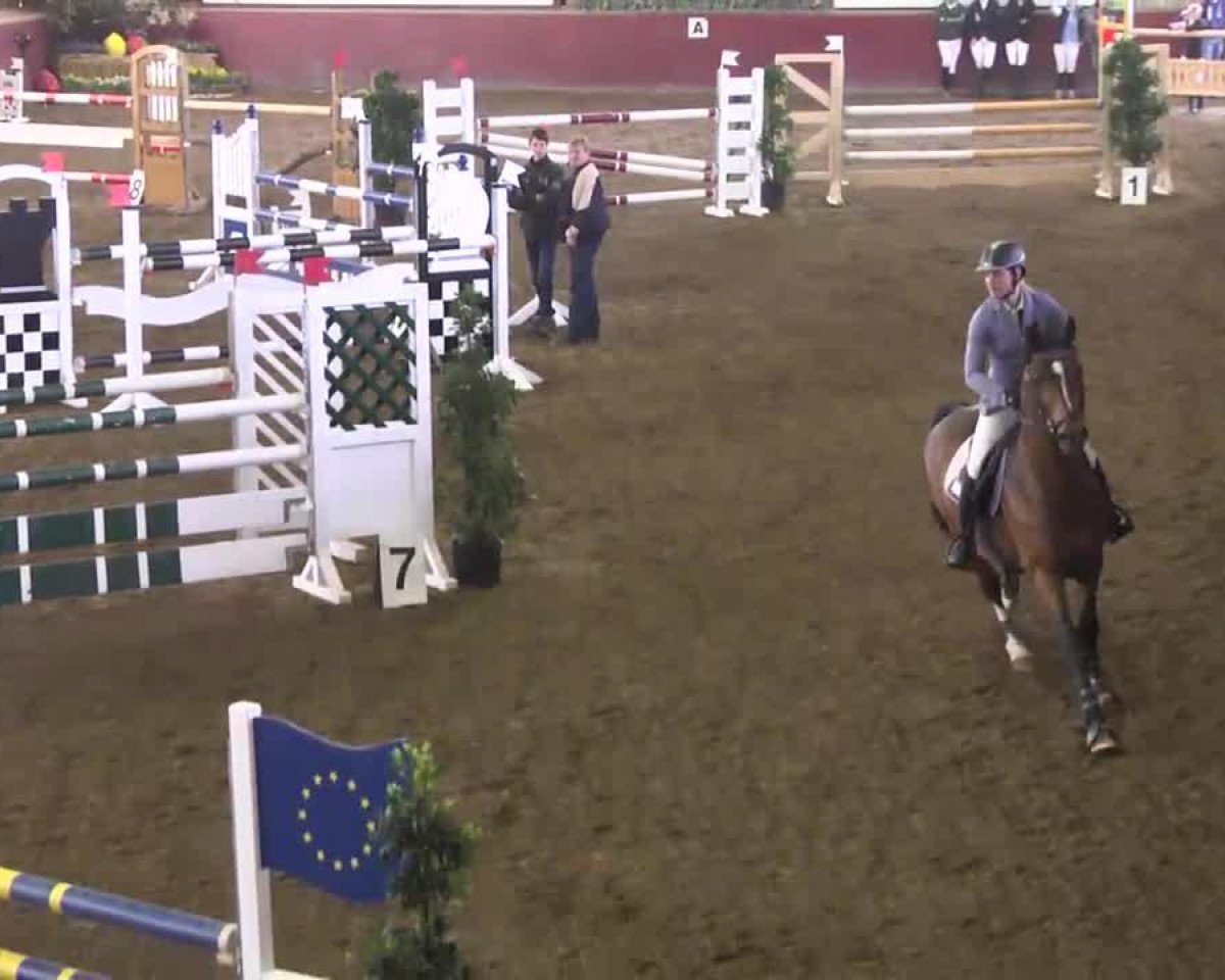 Springpferd Ginchinbreaker (Belgisches Warmblut, 2006, von Chin Chin)