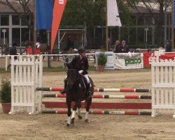 dressage horse Fräulein Feline (Trakehner, 2009, from Gut Saalhoff's Canzler)