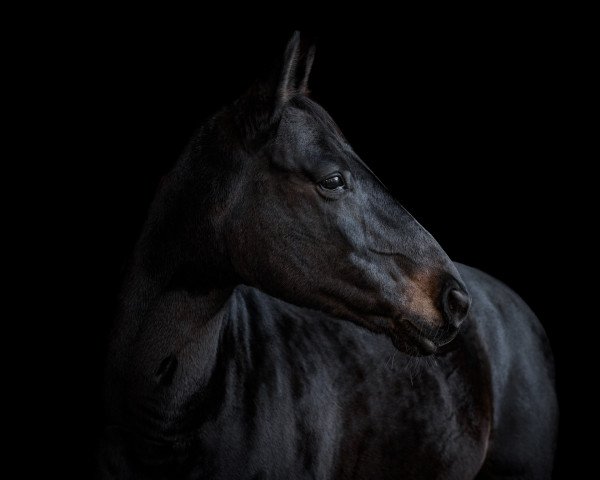 jumper Missouri B (Irish Sport Horse, 2010, from Smooth Operator B)
