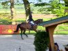 broodmare Chacca Rouge (Oldenburg show jumper, 2007, from Chacco-Blue)