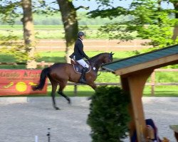 broodmare Chacca Rouge (Oldenburg show jumper, 2007, from Chacco-Blue)