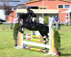 jumper Cento For Ever (Oldenburg show jumper, 2008, from Cento)