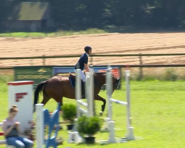 jumper Carrica 4 (Oldenburg show jumper, 2010, from Carrico)