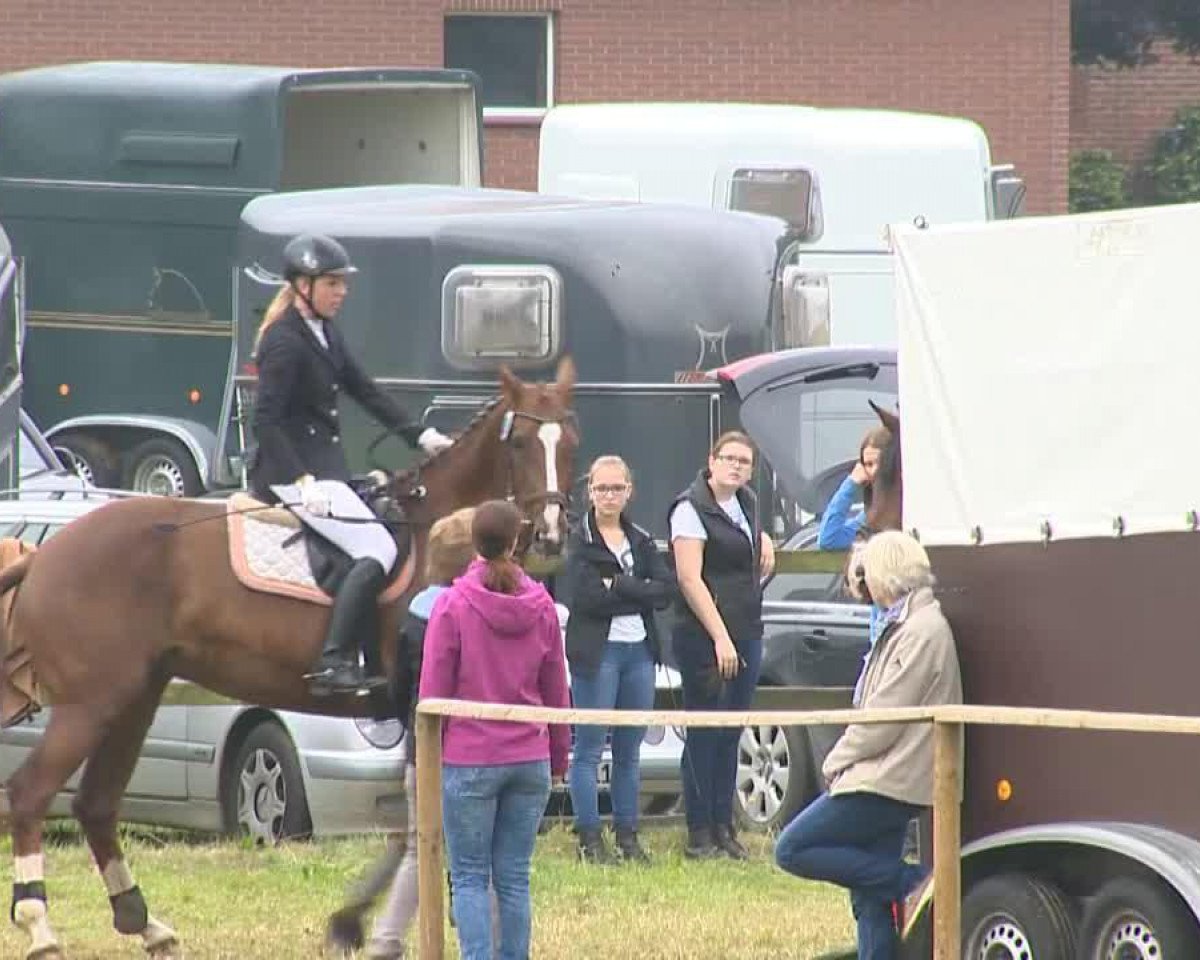 broodmare Ehrmira (Oldenburg, 2007, from Sungold 2)