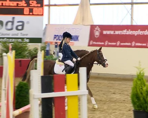 broodmare Daisys Dorina (German Riding Pony, 2009, from Cyriac WE)
