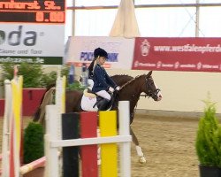 Zuchtstute Daisys Dorina (Deutsches Reitpony, 2009, von Cyriac WE)